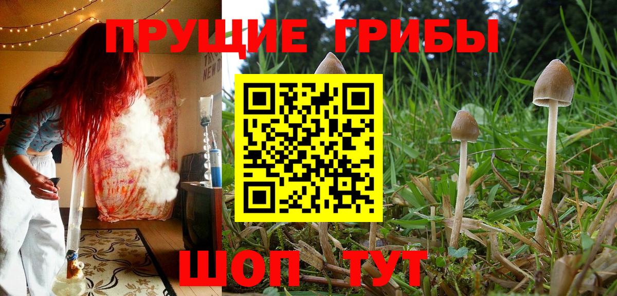 Псилоцибиновые грибы Psilocybine cubensis  Вход с VPN  Галлюциногенные грибы GOLDEN TEACHER  Железноводск 